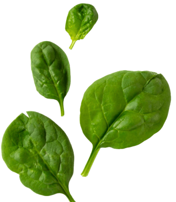 bottom-leaf