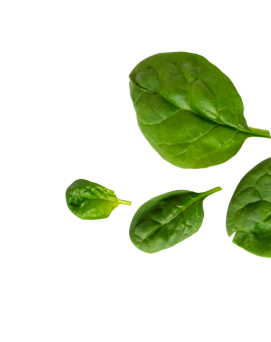 side-leaf